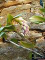 Dendrobium amabile